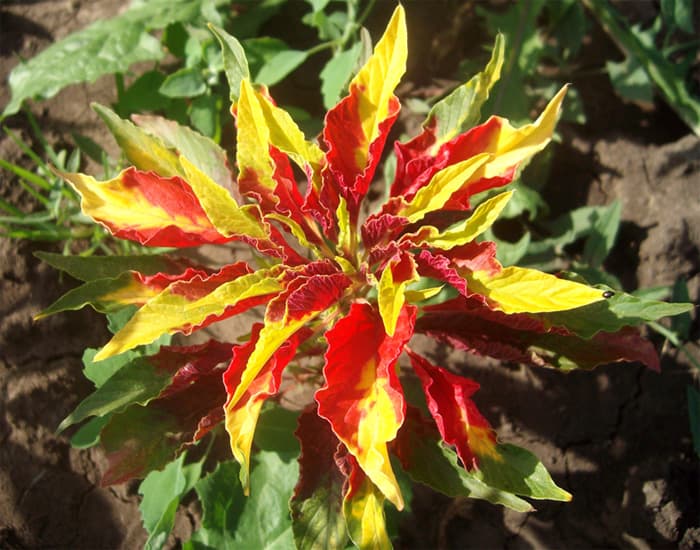 Amaranthus tricolor Kolmevärviline rebashein